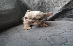 English Bulldog dogs for sale: Beautiful English Bull Dogs KC reg - Image 17