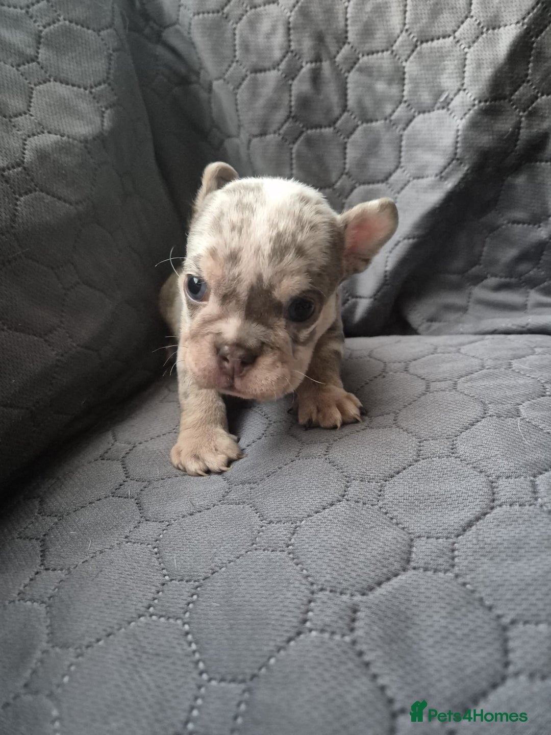 English Bulldog dogs for sale: Beautiful English Bull Dogs KC reg - Image 17