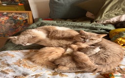 British Shorthair cats for sale: Beautiful litter of British short hair kittens - Image 19
