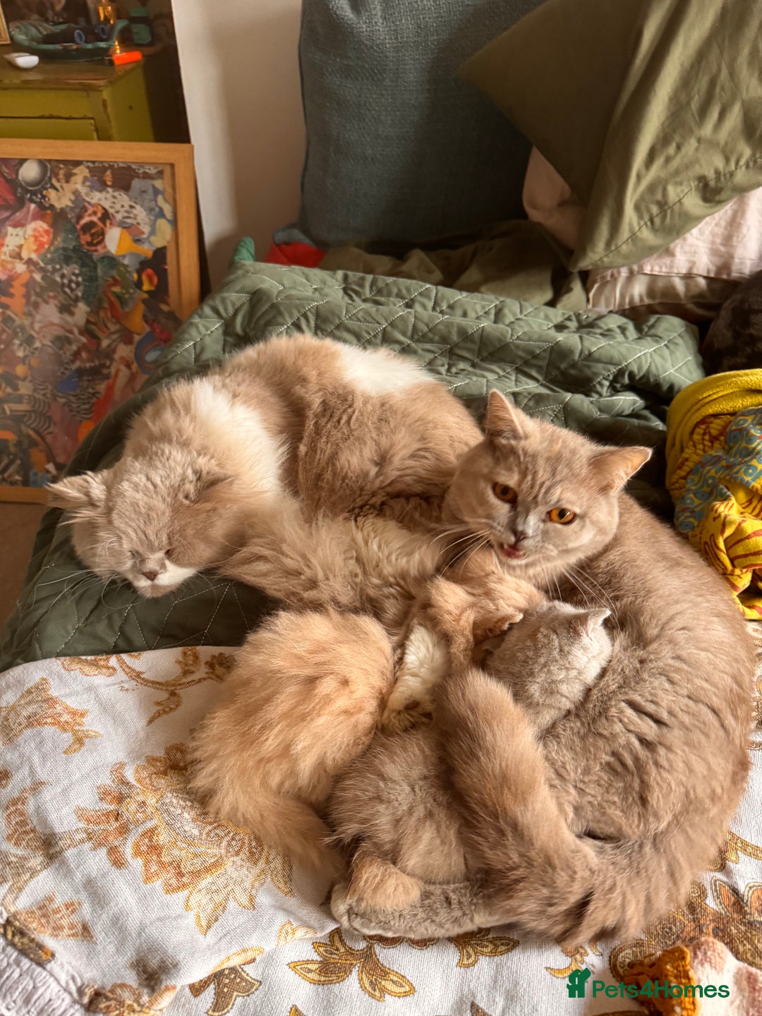 British Shorthair cats for sale: Beautiful litter of British short hair kittens - Image 19