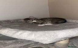 American Shorthair cats for sale: 2 kittens  - Image 6