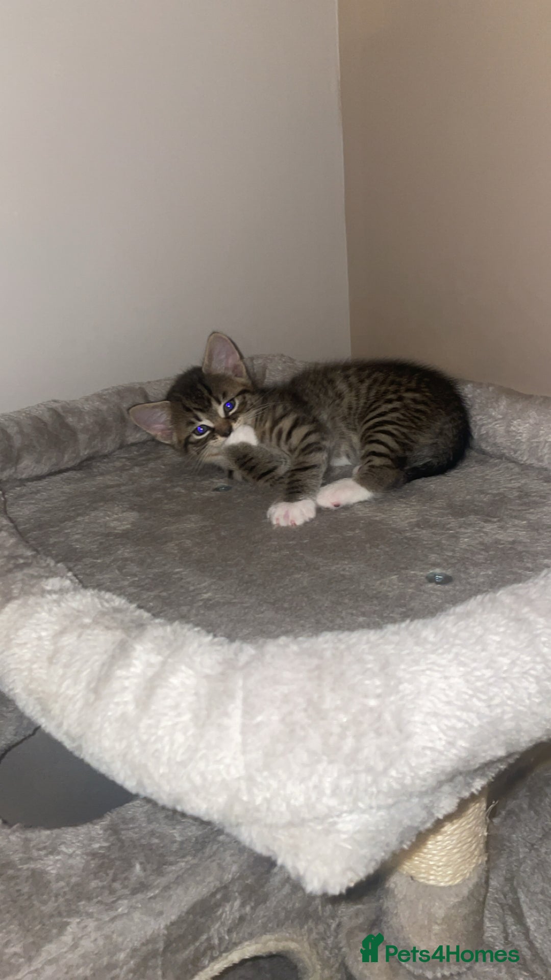 American Shorthair cats for sale: 2 kittens  - Image 6