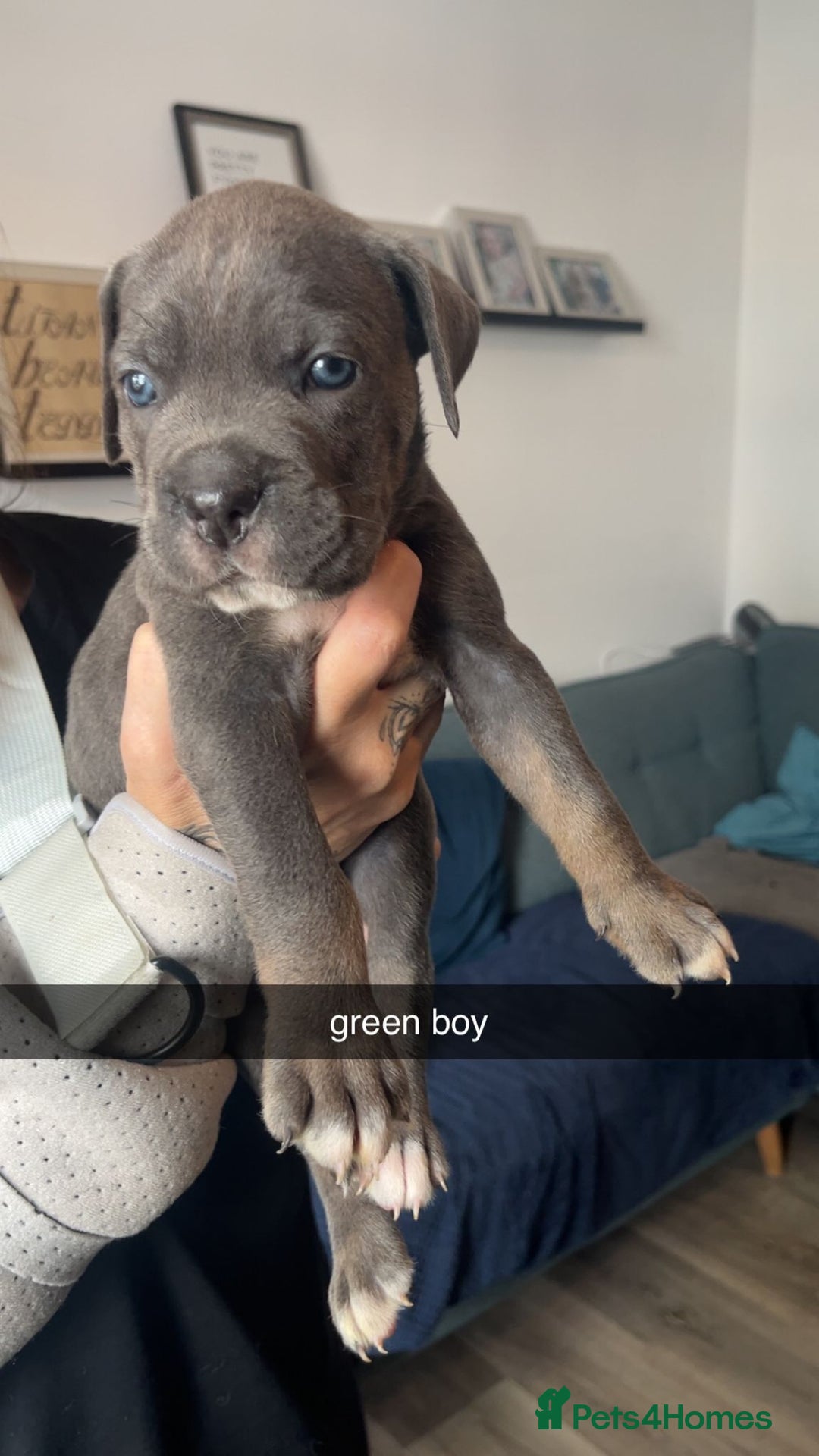 Cane Corso dogs for sale: Beautiful Cane Corso Puppies - Image 5