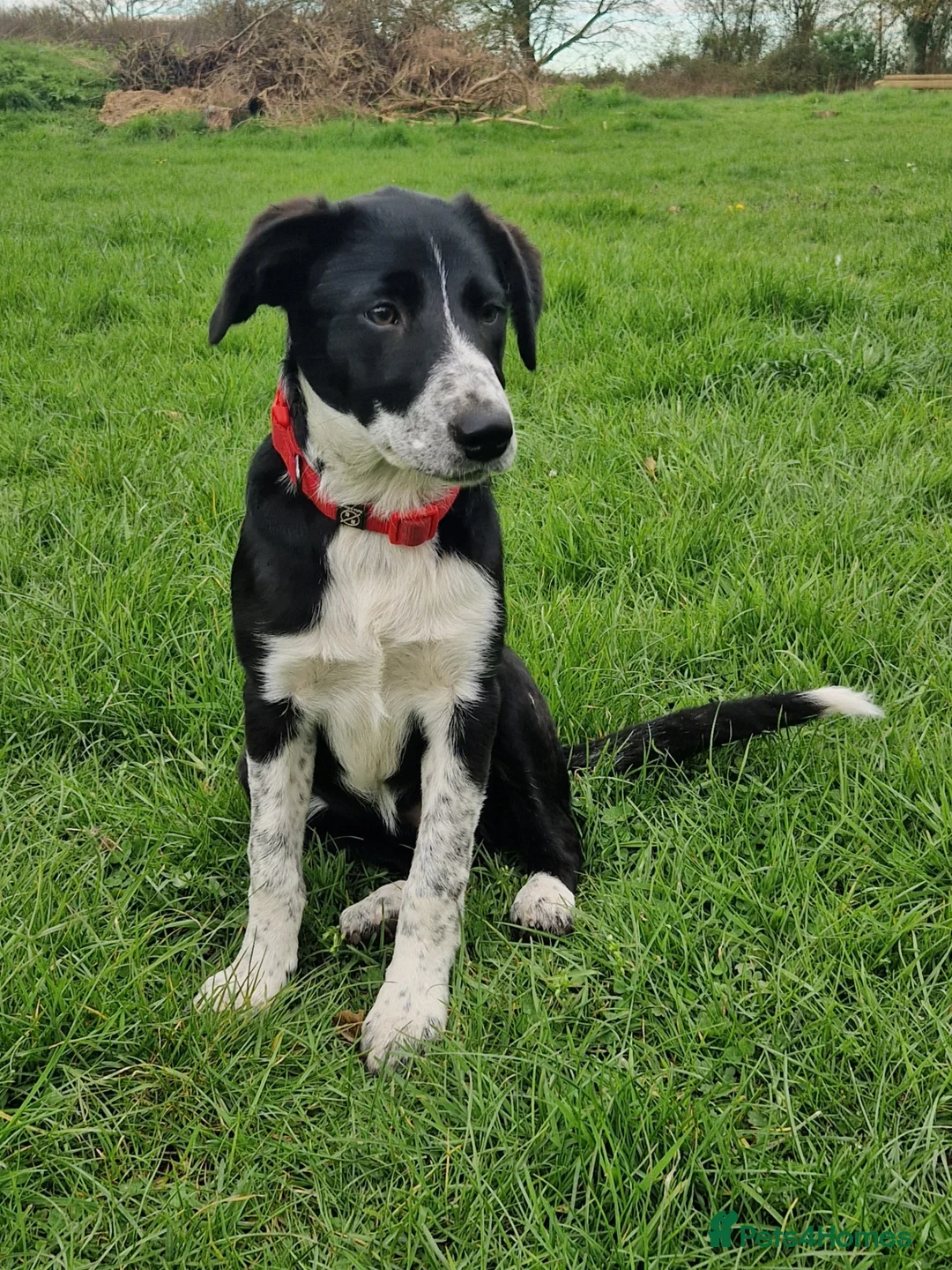Border Collie dogs for sale: New home needed for one pup - Advert 7