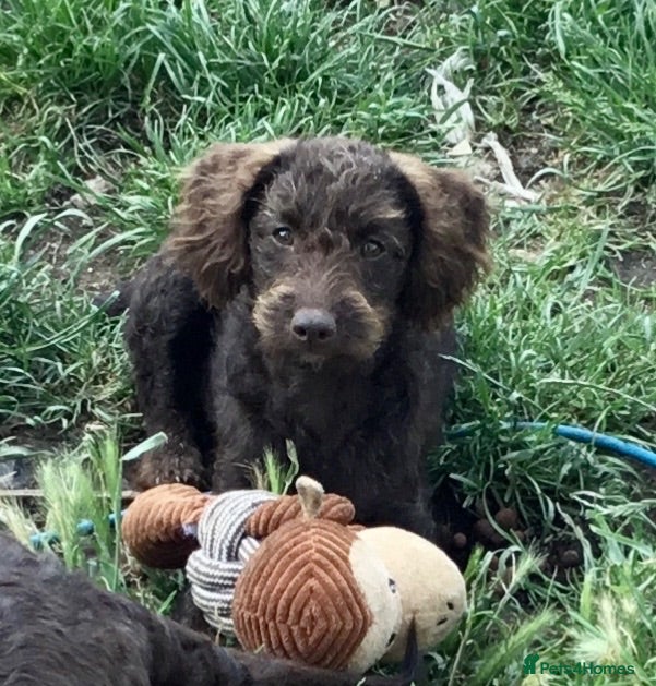 Labradoodle dogs Last Beautiful miniature Labradoodle puppies - Advert 12