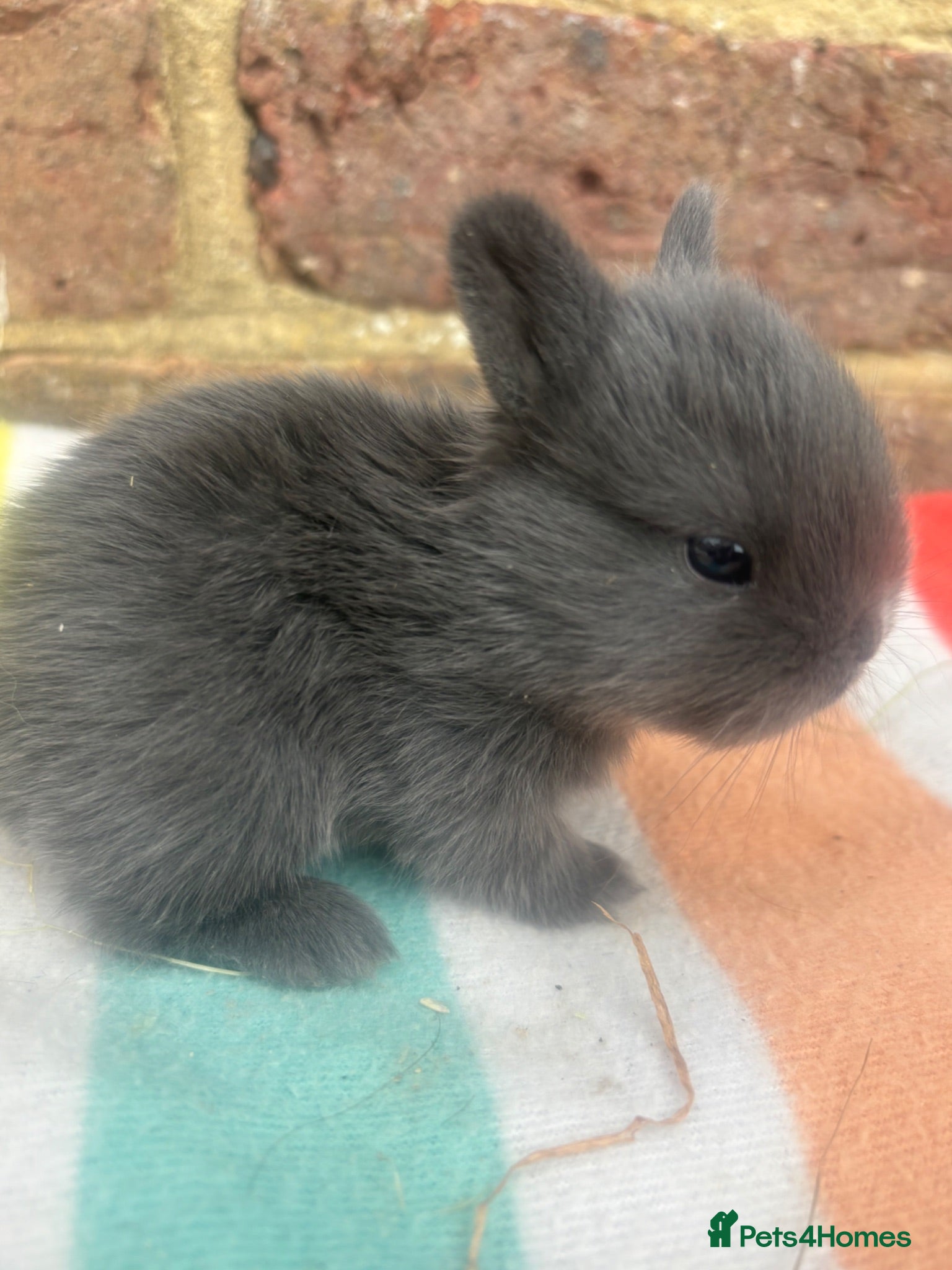 Netherland Dwarf rabbits White, Chocolate & Blue Netherland Dwarf Bunnies  - Advert 1