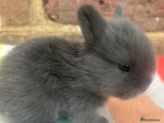Netherland Dwarf rabbits White, Chocolate & Blue Netherland Dwarf Bunnies - Advert 1