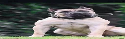 Presa Canario dogs for sale: STUNNING BLACK PRESA CANARIO PUPS 5 BOYS 1 GIRL - Advert 9