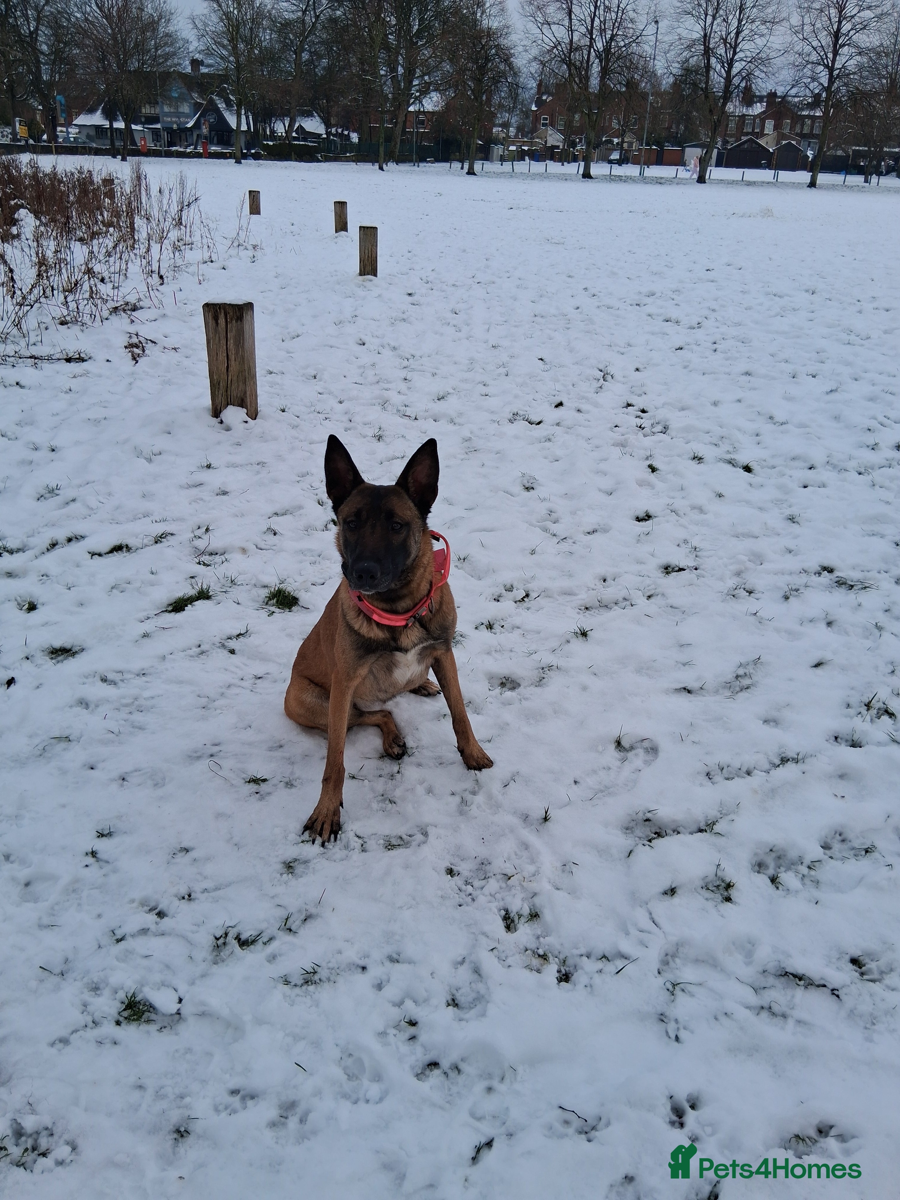 Belgian Shepherd Dog dogs Family Protection dog  - Advert 3