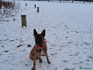 Belgian Shepherd Dog dogs Family Protection dog - Advert 6