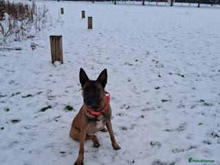 Belgian Shepherd Dog dogs Family Protection dog - Advert 10