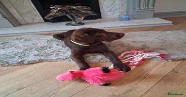 Labrador Retriever dogs - Advert 13