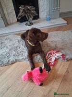 Labrador Retriever dogs - Advert 13