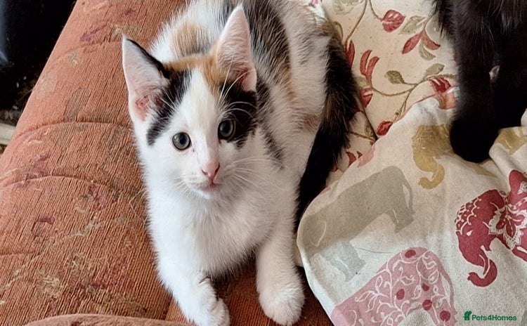 Mixed Breed cats - Advert 11