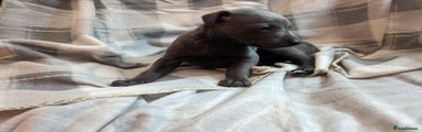Whippet Puppy 3