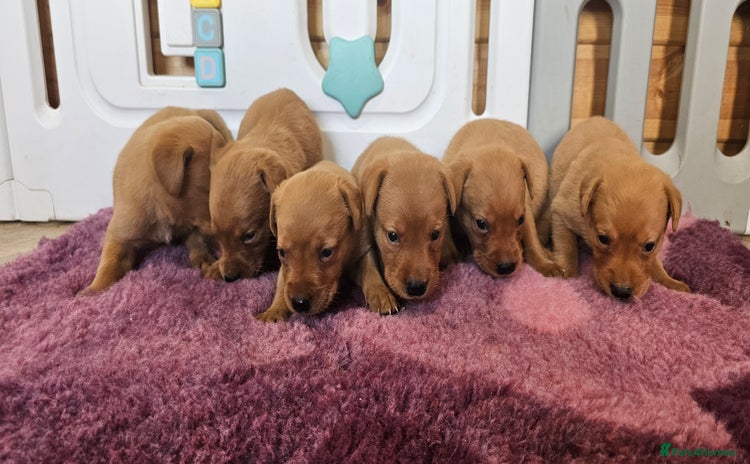 Labrador Retriever dogs - Advert 1