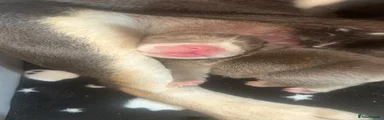 OBE female 