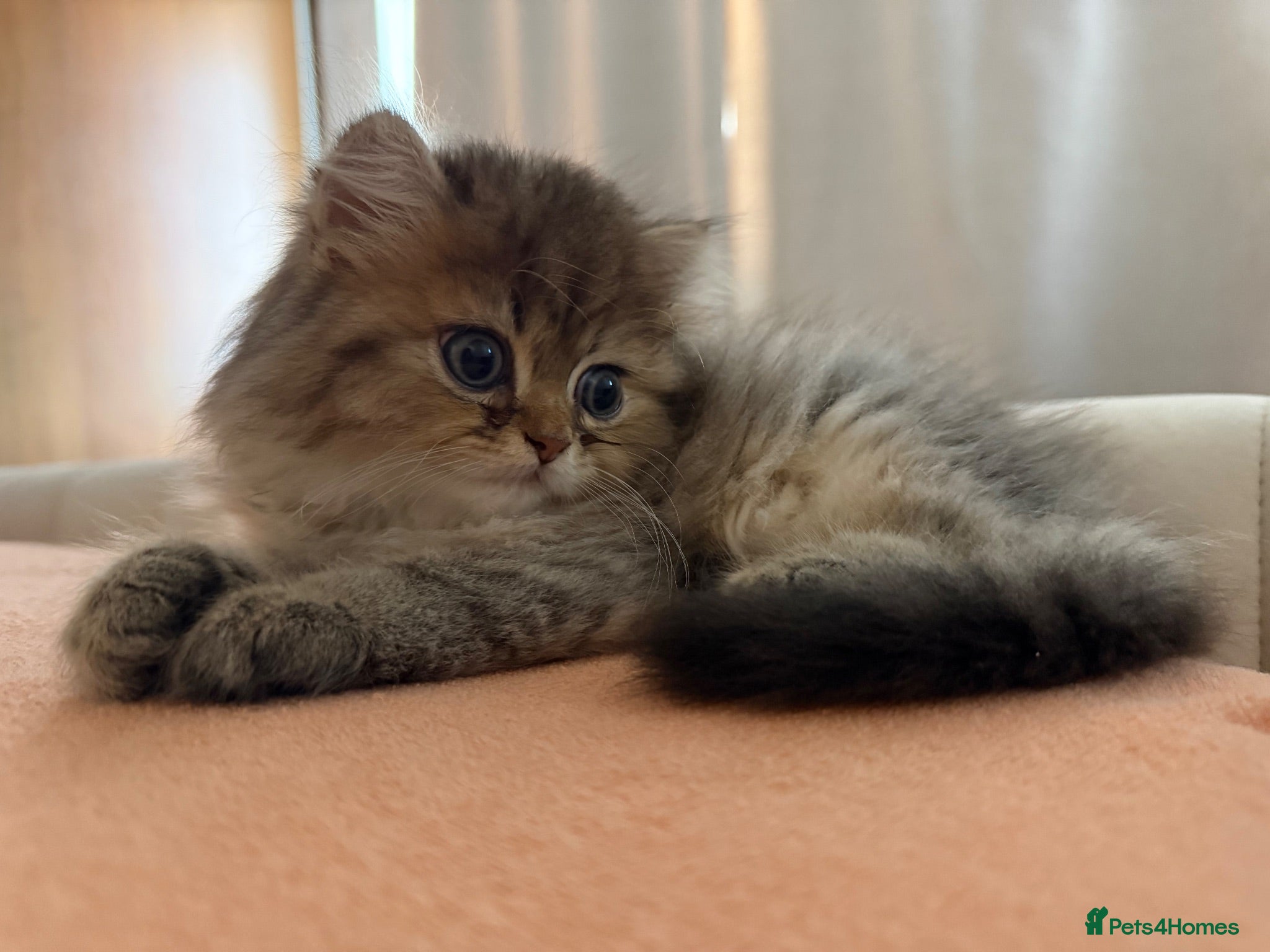 Persian cats GCCF Registered Persian Kittens Available - Advert 2