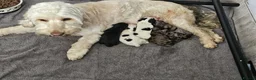 Cockapoo dogs for sale: Flawless cockapoo puppies. - Advert 3