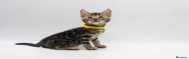 Yellow collar boy 💛