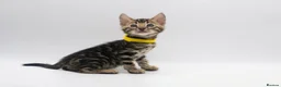 Bengal cats for sale: TICA Registered Brown & Snow Lynx Bengal Kittens - Advert 20
