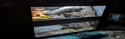 Iguana reptiles for sale: Young Male iguana + Enclosure  - Advert 3
