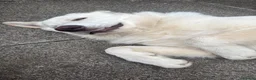 German Shepherd dogs for sale: White German shepherd  - Advert 4