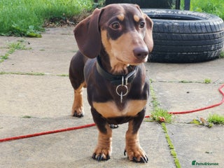 Miniature Dachshund dogs Harley (kleinartemis Apollo) KC NAME in Glasgow - Advert 22