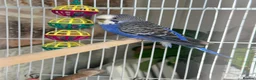 Budgerigars birds for sale: Female budgie with cage - Advert 3