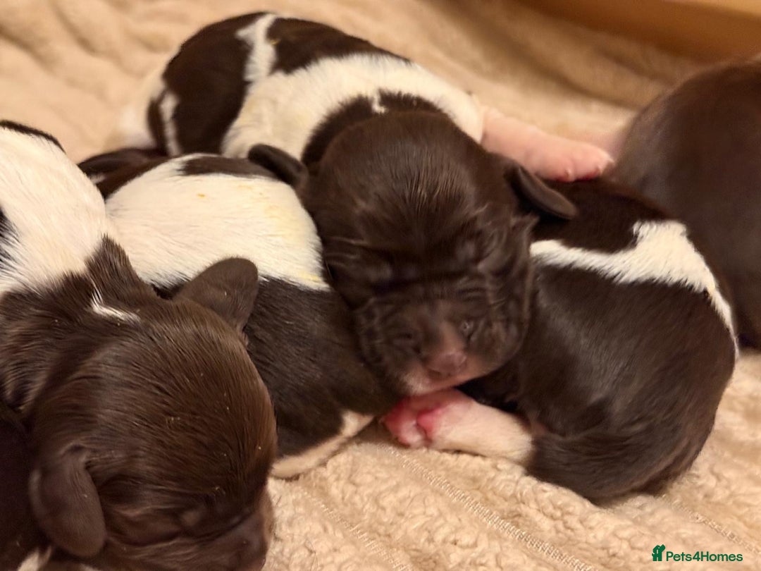 English Springer Spaniel dogs for sale: Traditional Kc Reg English Springer Spaniel Pups.. - Advert 11