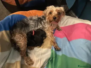 Yorkshire Terrier dogs Adorable Yorkshire terriers for sale in Gateshead - Advert 1