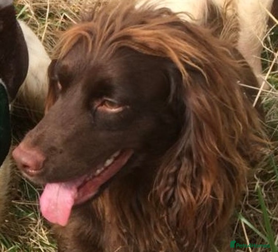 Cocker Spaniel dogs for sale: Pedigree Working Cocker Spaniel pups for sale  - Advert 9