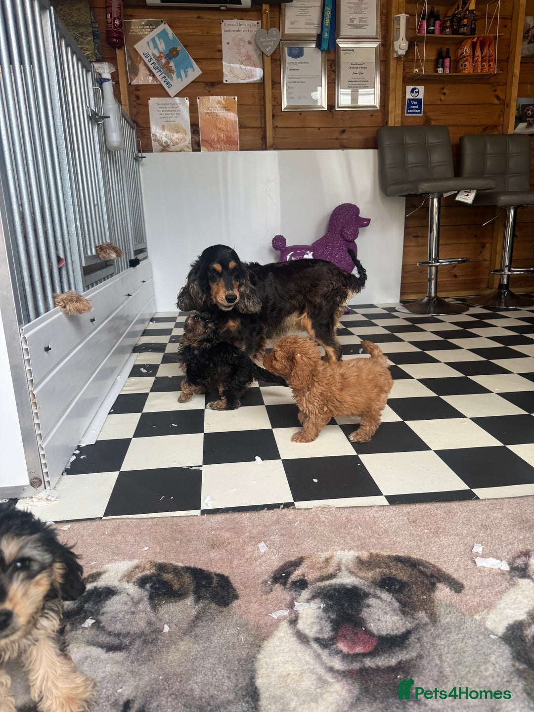 Cockapoo dogs for sale: F1 pra clear Cockapoos (council licensed breeder) - Image 6