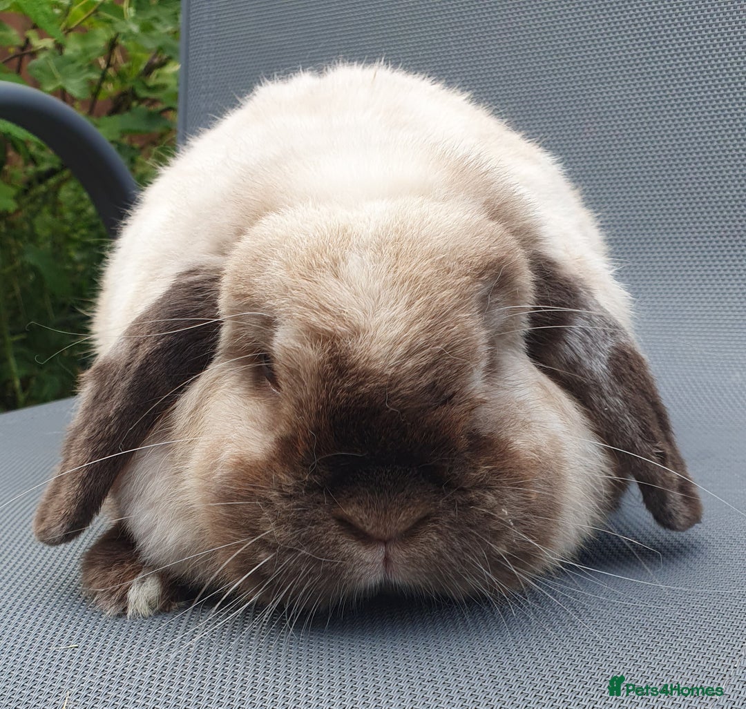 Dwarf Lop rabbits for sale: Spayed/neutered rabbits for adoption VAC Yurvac - Image 5