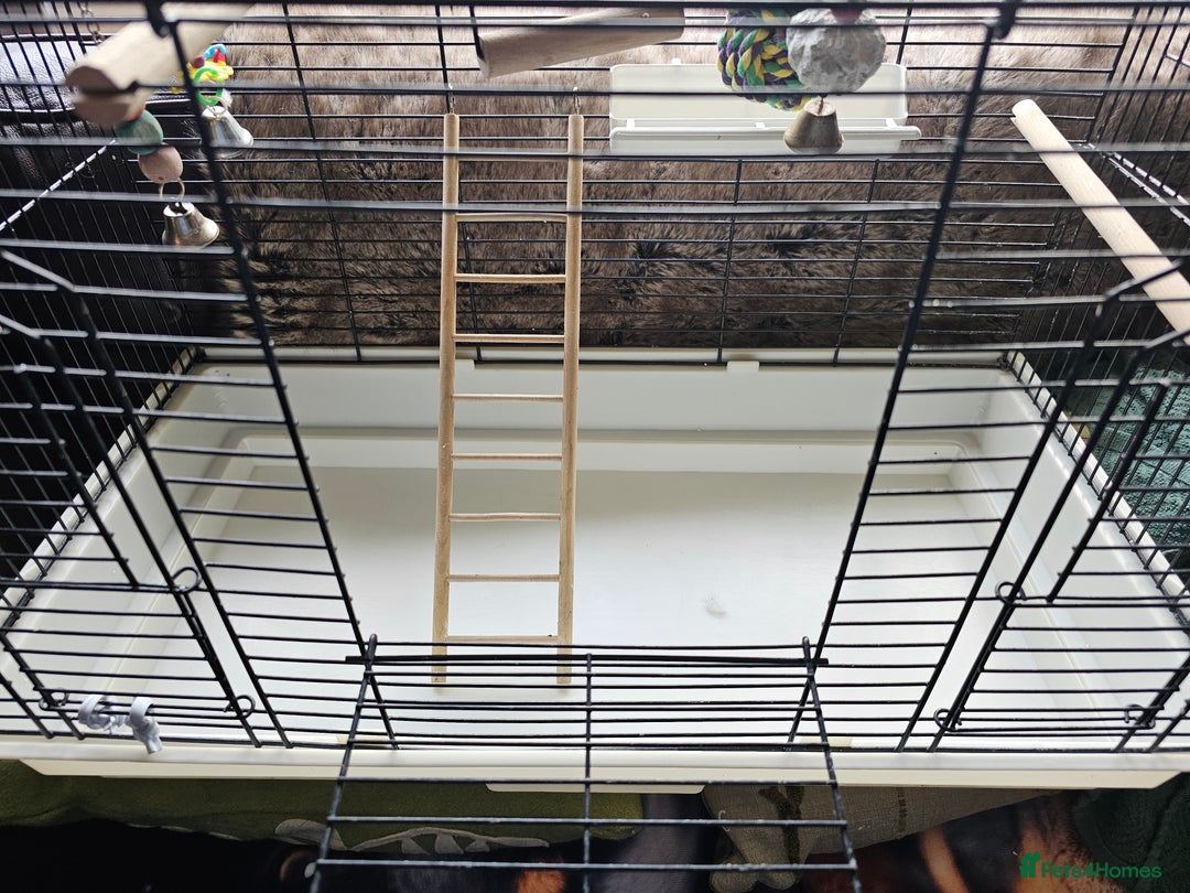 Budgerigars birds for sale: Medium bird cage - Image 4