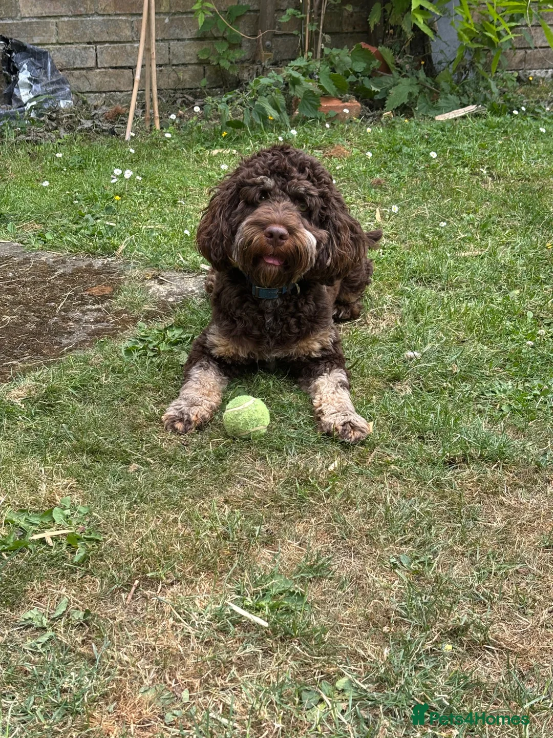 Cockapoo dogs for stud: Stunning chocolate tri-coloured cockapoo for stud - Advert 3
