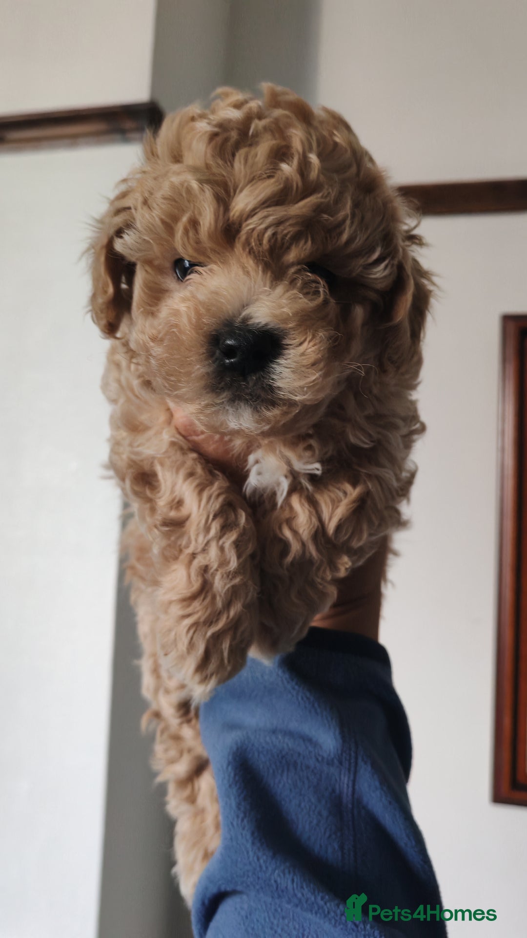 Maltipoo dogs for sale: Stunning Maltipoo Puppies - Image 6