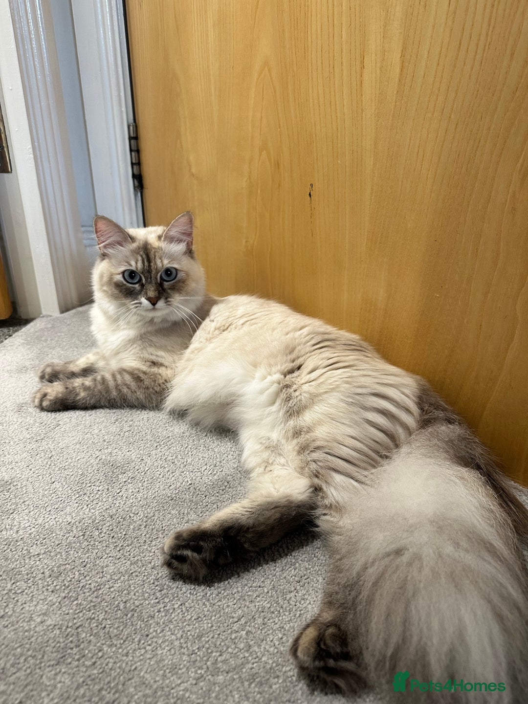 Siberian cats for sale: Kittens for sale  - Image 4