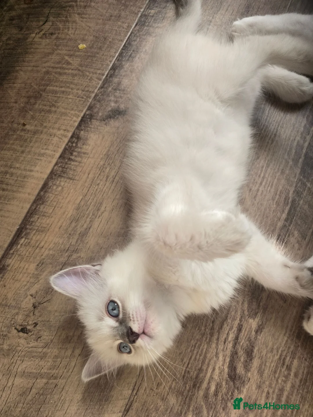 Ragdoll cats for sale: Ragdolls kittens  - Advert 5