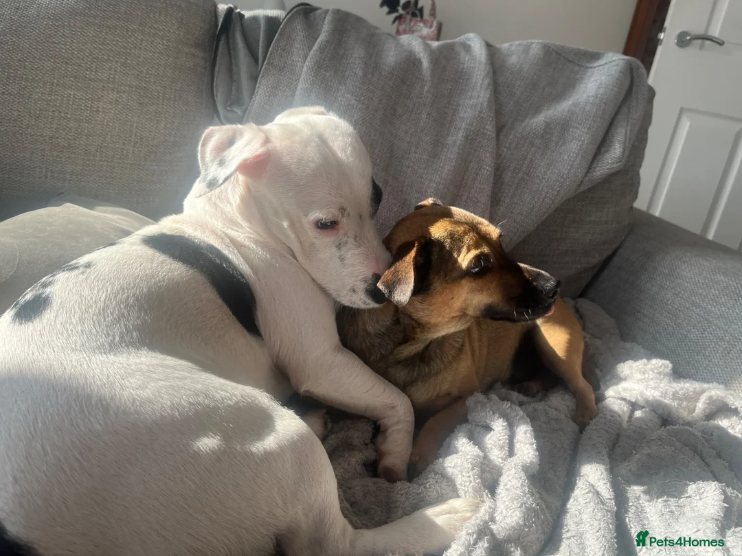 Mixed Breed dogs for sale: Staff X Jack Russell - Stellar - Advert 2