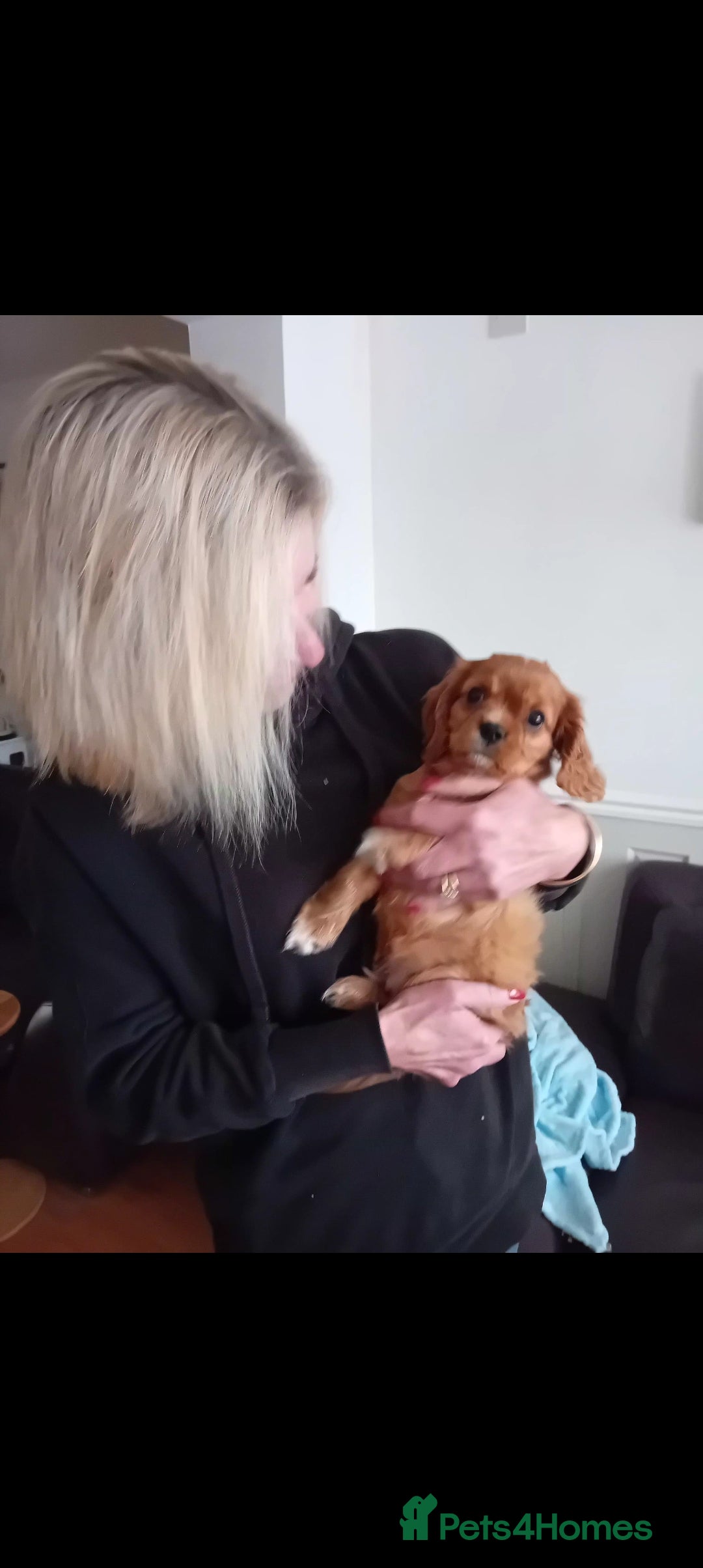 Cavalier King Charles Spaniel dogs for sale: Ruby boy 9 weeks old looking for forever home  - Advert 5