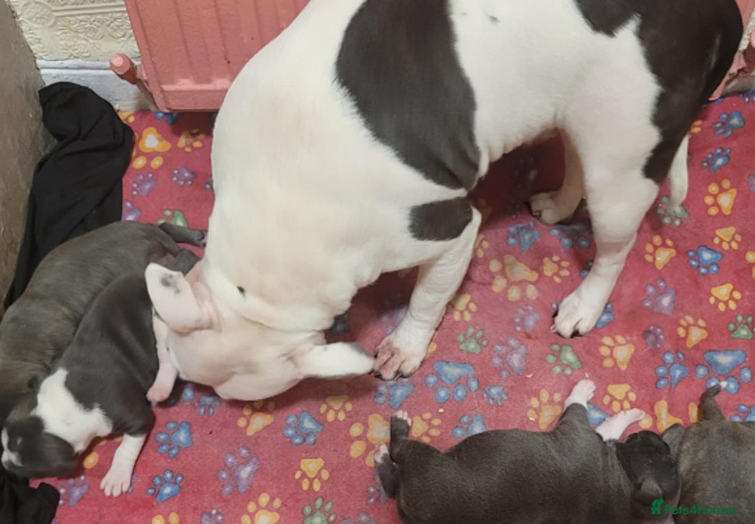 Staffordshire Bull Terrier dogs for sale: Kc Blue Staff pups - Advert 4