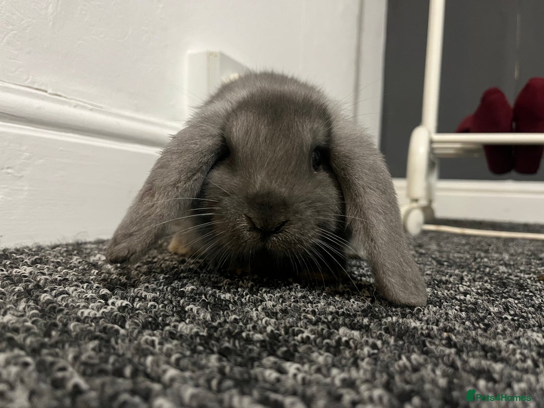 French Lop rabbits for sale: Little bunny’s  - Advert 22