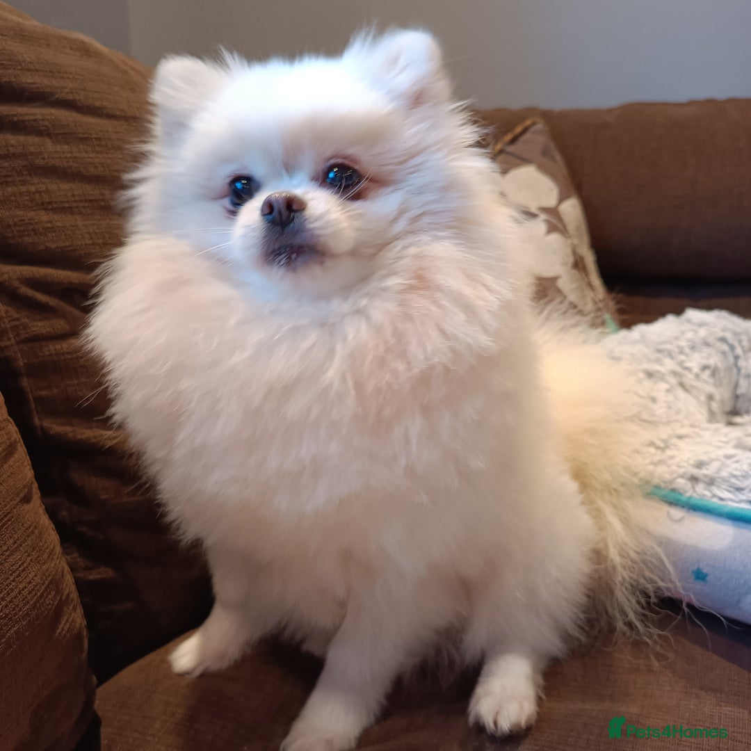 Pomeranian dogs for sale: Purebred Pomeranian Puppy male KC Reg - Image 9