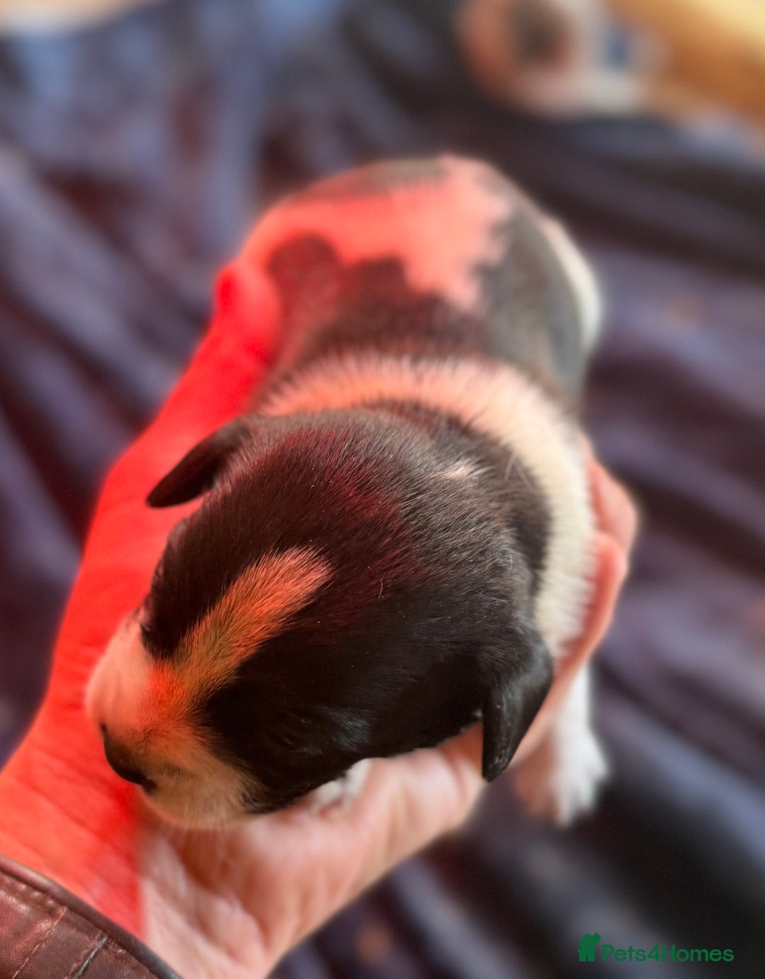 Mixed Breed dogs for sale: 4 beautiful spaniel X jack russel pups ❤️ - Image 7