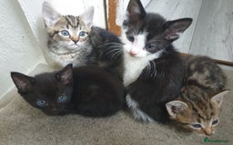 Mixed Breed cats for sale: Lovely kittens  - Image 3