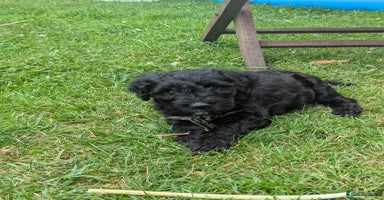 Portuguese Water Dog dogs in Oakham - Advert 12