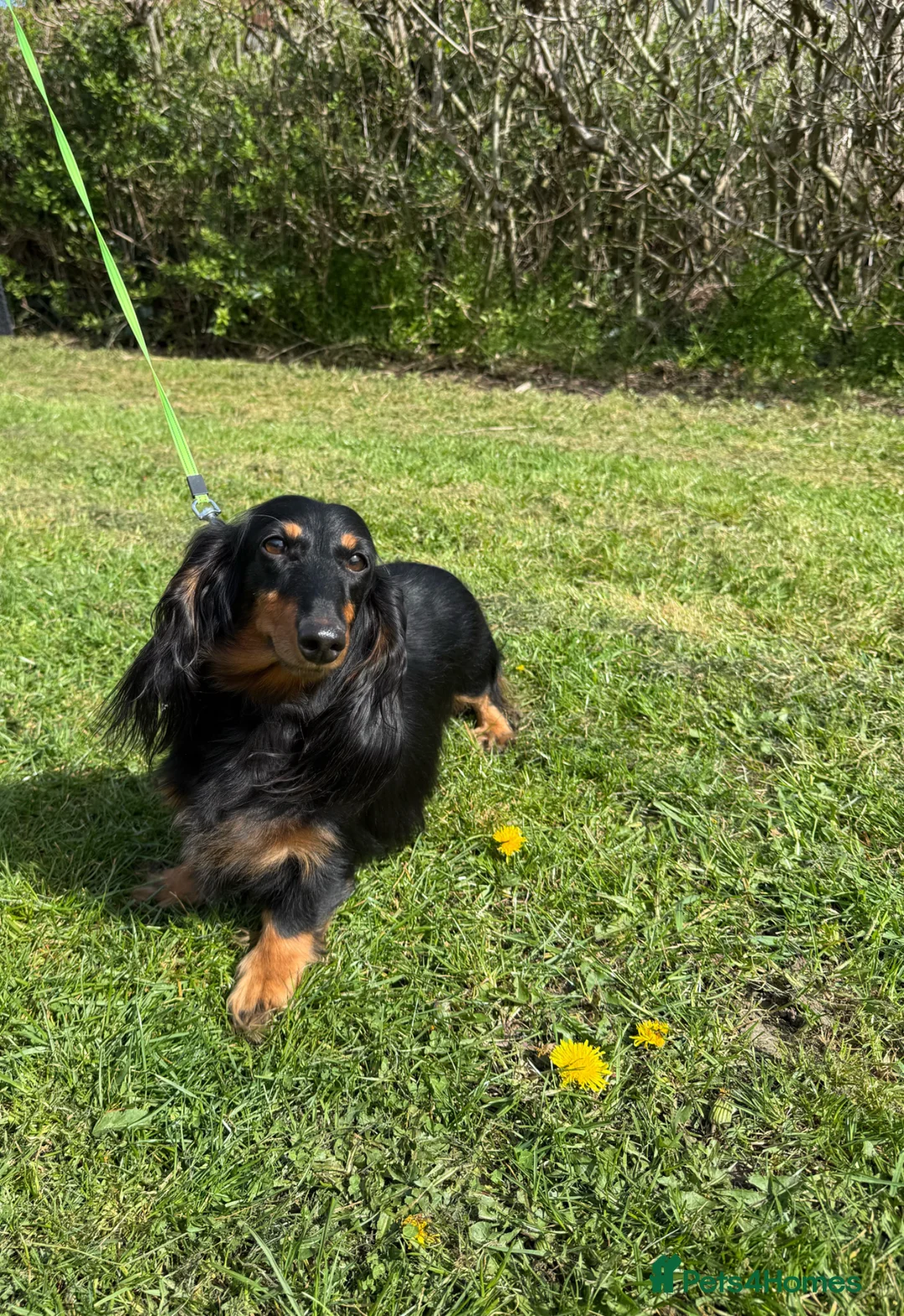 Miniature Dachshund dogs for sale: Lovely 6y old spayed girl - Advert 1