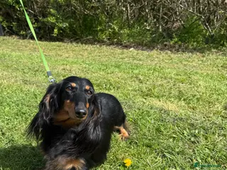 Miniature Dachshund dogs Lovely 6y old spayed girl - Advert 1