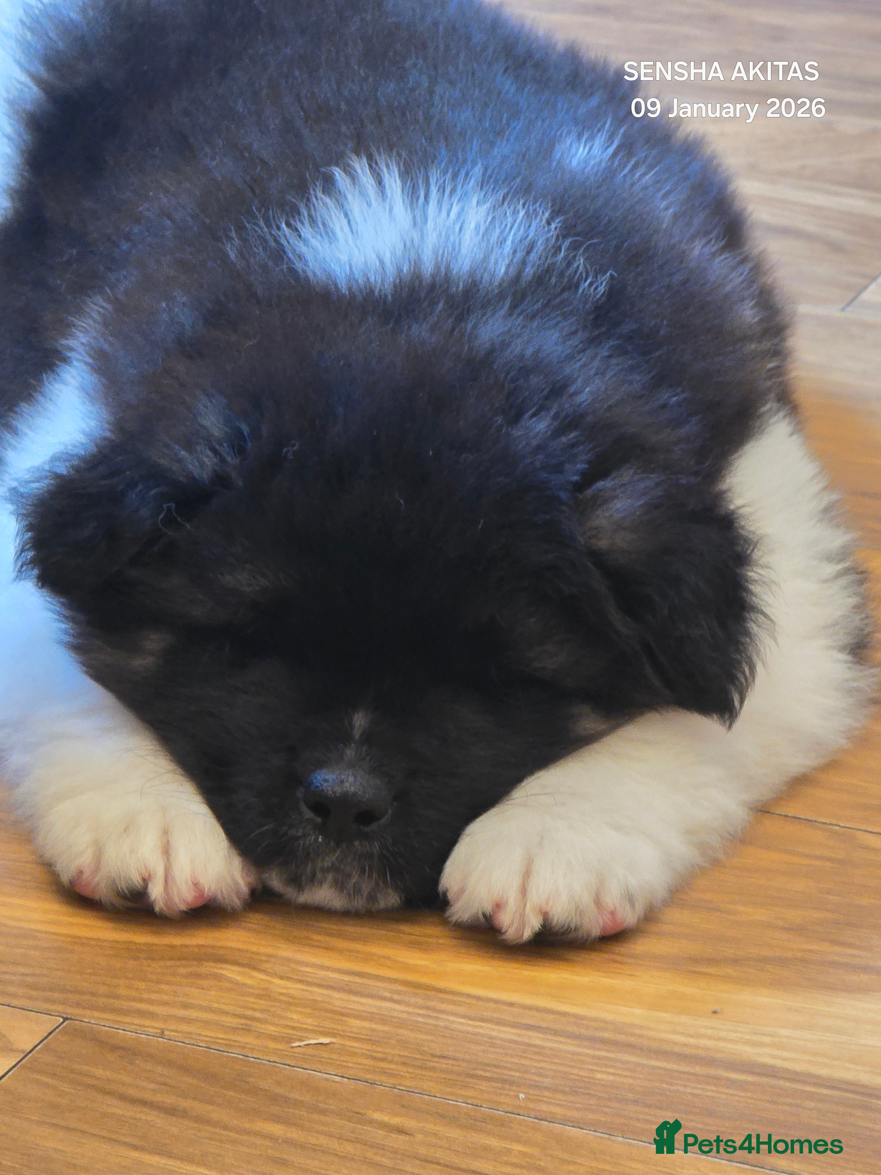 Akita dogs Long coat akita puppy from UK Champ parents  - Advert 6